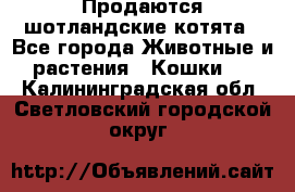 Продаются шотландские котята - Все города Животные и растения » Кошки   . Калининградская обл.,Светловский городской округ 